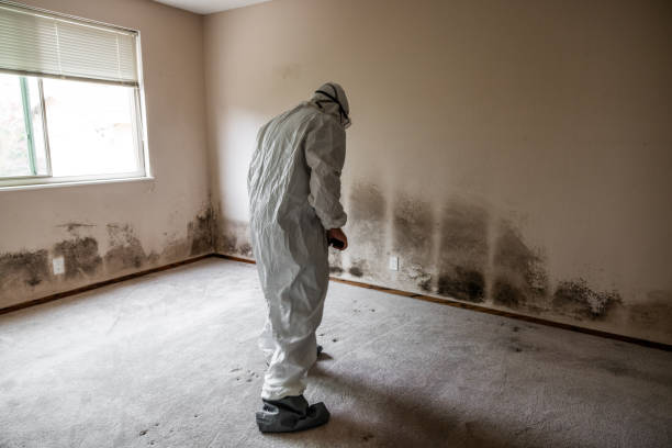 Best Affordable Mold Removal  in Lake Ketchum, WA