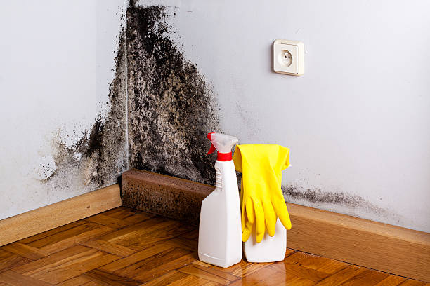 Best Mold Cleaning Services  in Lake Ketchum, WA