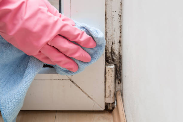 Lake Ketchum, WA Mold Removal Company